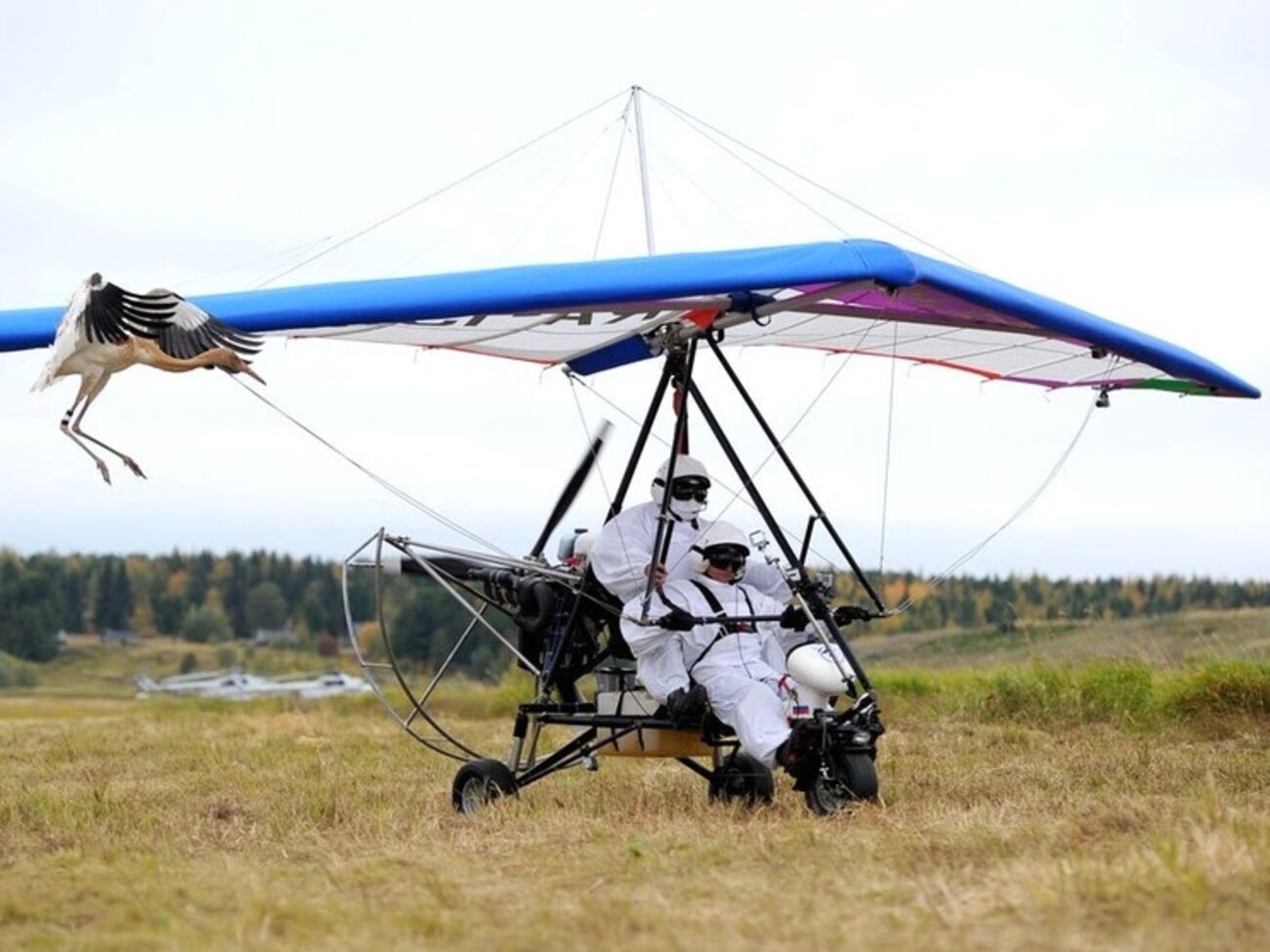 Путин не только вожак журавлей, но и голубь с железными крыльями