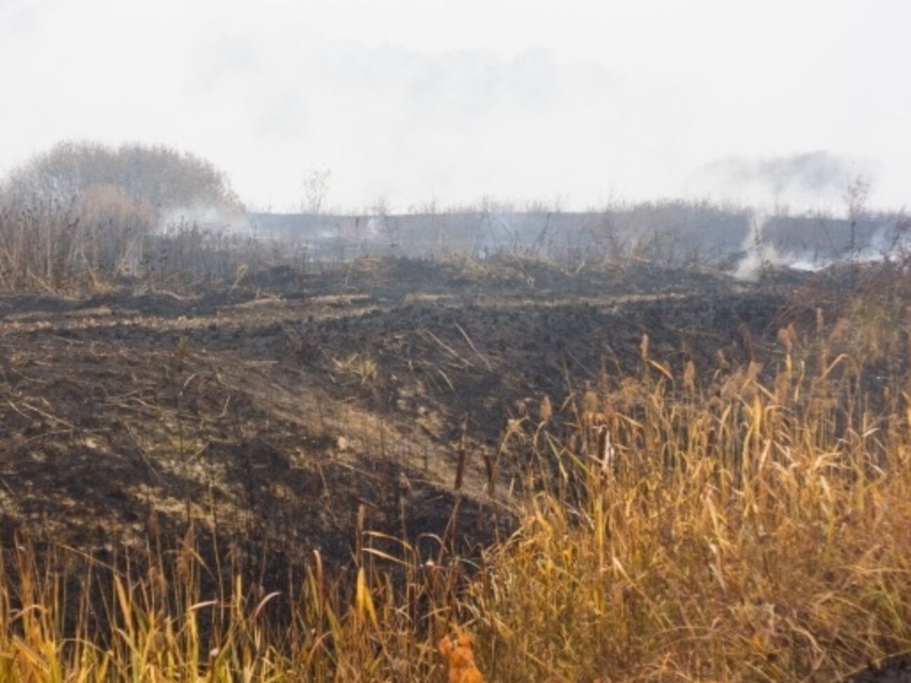Площадь горения торфяников в Киевской области уменьшается