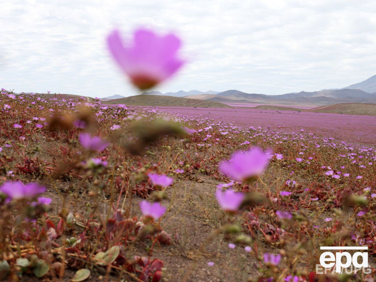 Пустыня Атакама впервые за 18 лет покрылась цветами. Фоторепортаж