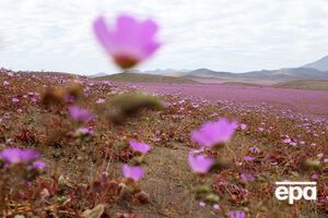 Пустыня Атакама впервые за 18 лет покрылась цветами. Фоторепортаж