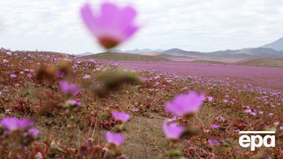Пустыня Атакама впервые за 18 лет покрылась цветами. Фоторепортаж