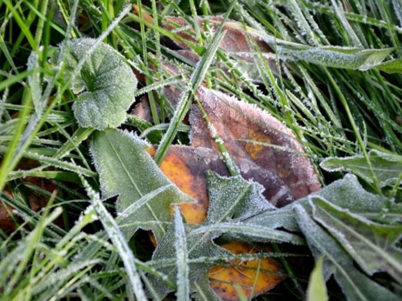 Завтра в Украине ожидаются заморозки