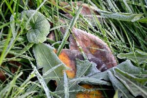 Завтра в Украине ожидаются заморозки