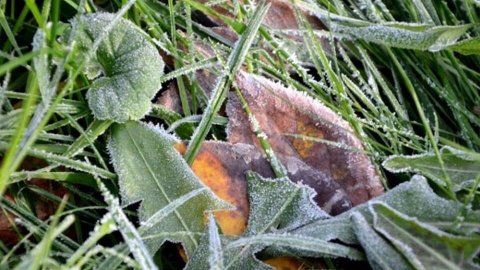 Завтра в Украине ожидаются заморозки