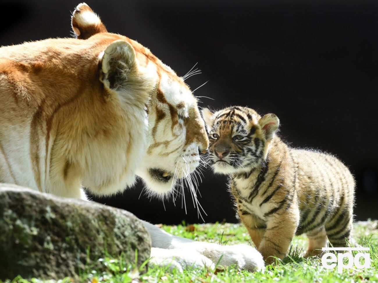 Panthera планирует перечислять деньги на поднятие популяции тигров, которые находятся на грани исчезновения