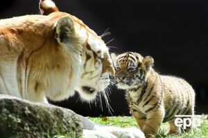 Panthera планирует перечислять деньги на поднятие популяции тигров, которые находятся на грани исчезновения