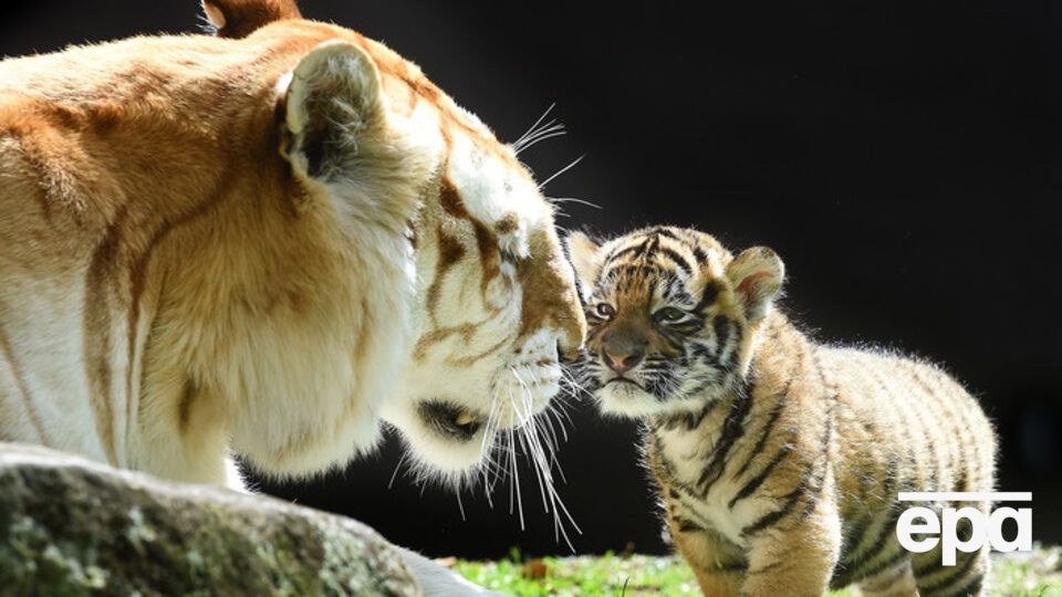 Panthera планирует перечислять деньги на поднятие популяции тигров, которые находятся на грани исчезновения