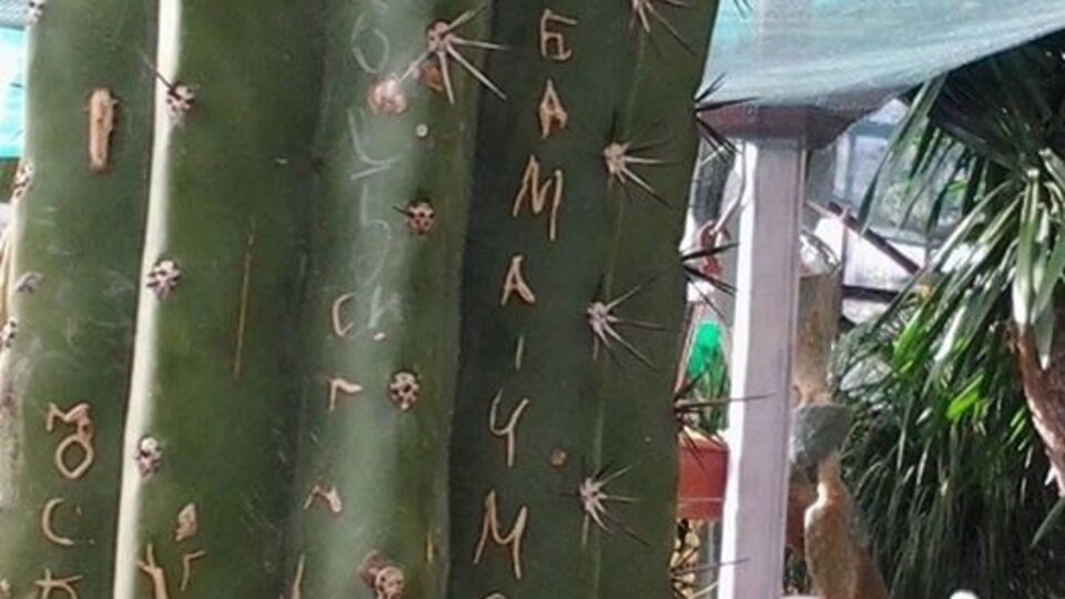 Убрать надписи с кактусов уже не удастся, говорит сотрудник ботсада