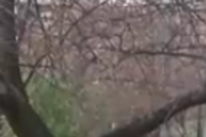 "Нас в Украине никто не ждет". Жители Донецка рассказали, зачем им российские паспорта. Видео