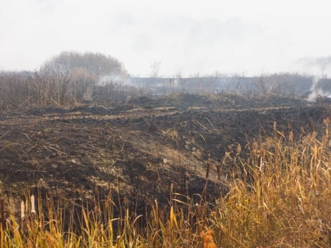 Больше двух недель ежедневно спасатели публикуют сообщения о борьбе с горящими торфяниками в Киевской области