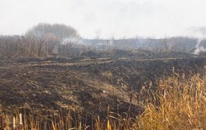 Больше двух недель ежедневно спасатели публикуют сообщения о борьбе с горящими торфяниками в Киевской области