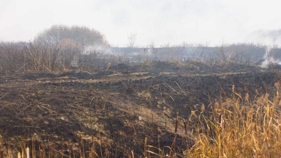 Больше двух недель ежедневно спасатели публикуют сообщения о борьбе с горящими торфяниками в Киевской области