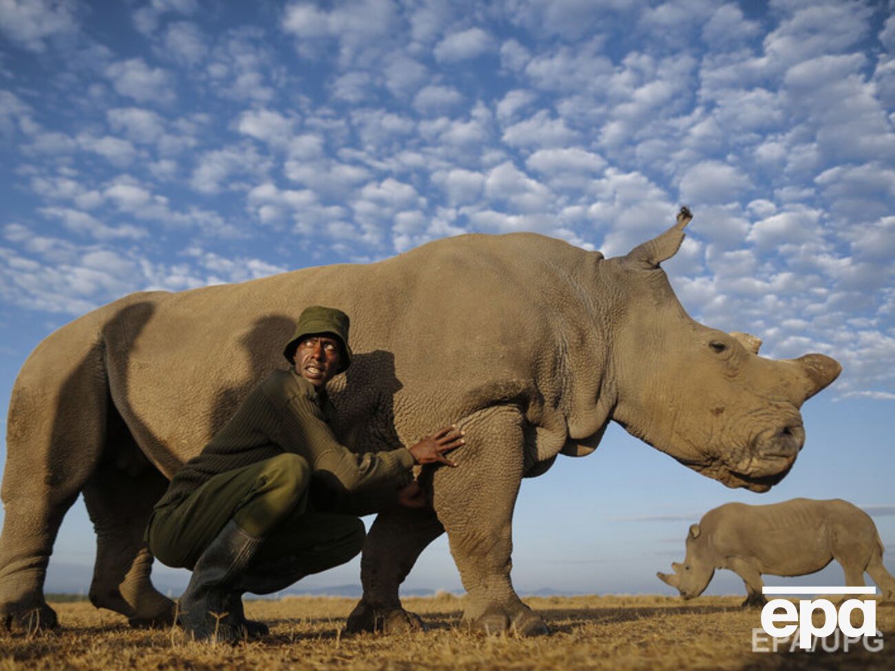 Браконьеры практически уничтожили этот вид животных