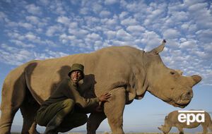 Браконьеры практически уничтожили этот вид животных