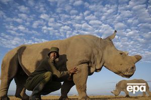 Браконьеры практически уничтожили этот вид животных