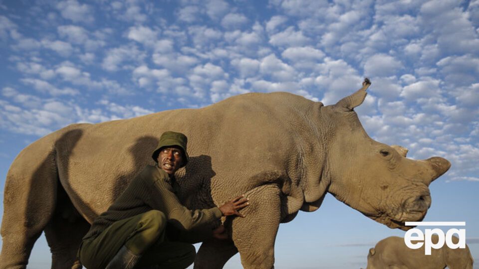 Браконьеры практически уничтожили этот вид животных