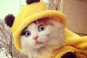 Изображения сопровождаются хештегом #BrusselsLockdown