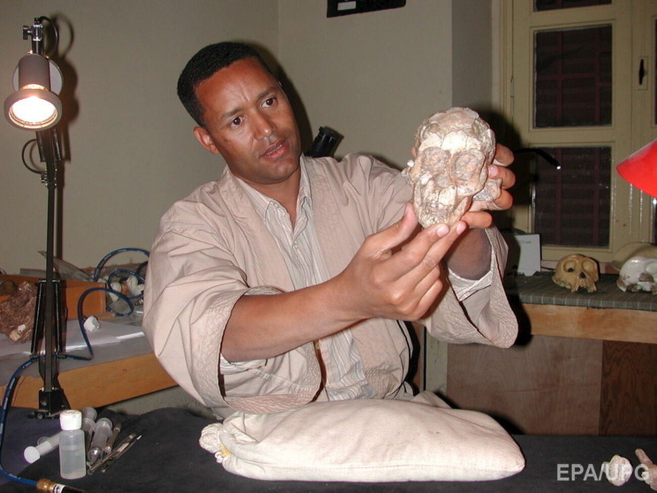 Афарские австралопитеки, возможно, были прямыми прародителями рода Homo