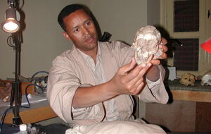 Афарские австралопитеки, возможно, были прямыми прародителями рода Homo