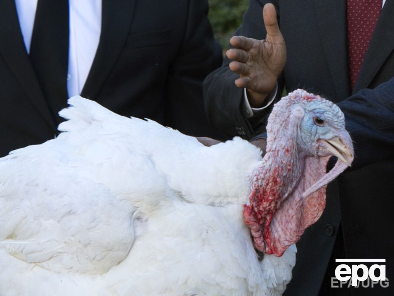 Обама "помиловал" двух индеек в канун Дня благодарения. Фоторепортаж