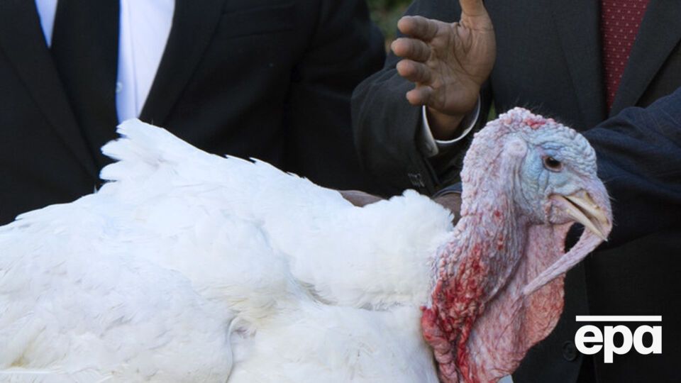 Обама "помиловал" двух индеек в канун Дня благодарения. Фоторепортаж