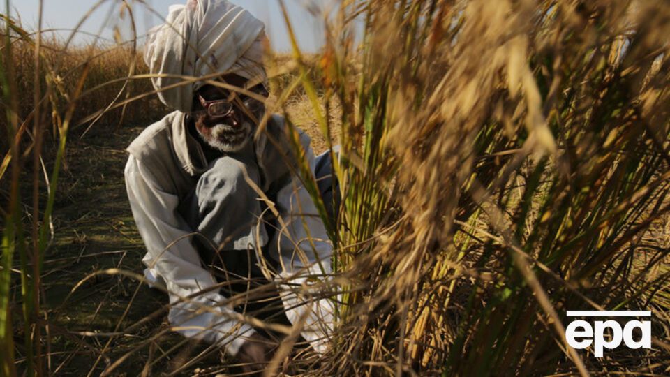 В мире пропадает около 1,3 миллиарда тонн продуктов в год