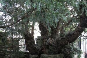 Ботаники считают, что тису более пяти тысяч лет