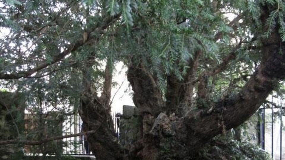 Ботаники считают, что тису более пяти тысяч лет