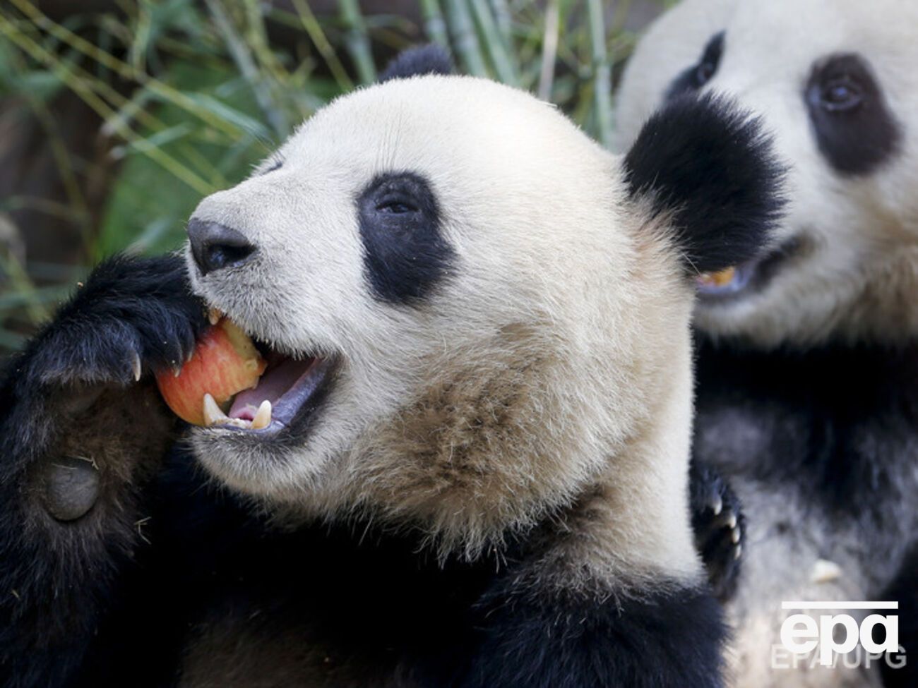 Ученые хотят создать специальный словарь для общения с пандами