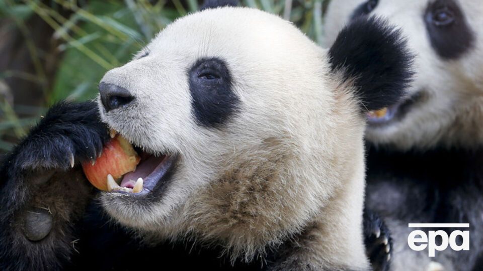 Ученые хотят создать специальный словарь для общения с пандами