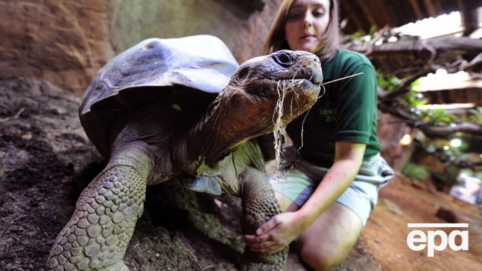 Ученые намерены возродить два вида галапагосских черепах