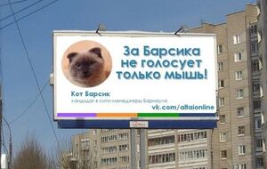 Кот Барсик победил в голосовании на должность главы Барнаула