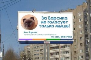 Кот Барсик победил в голосовании на должность главы Барнаула