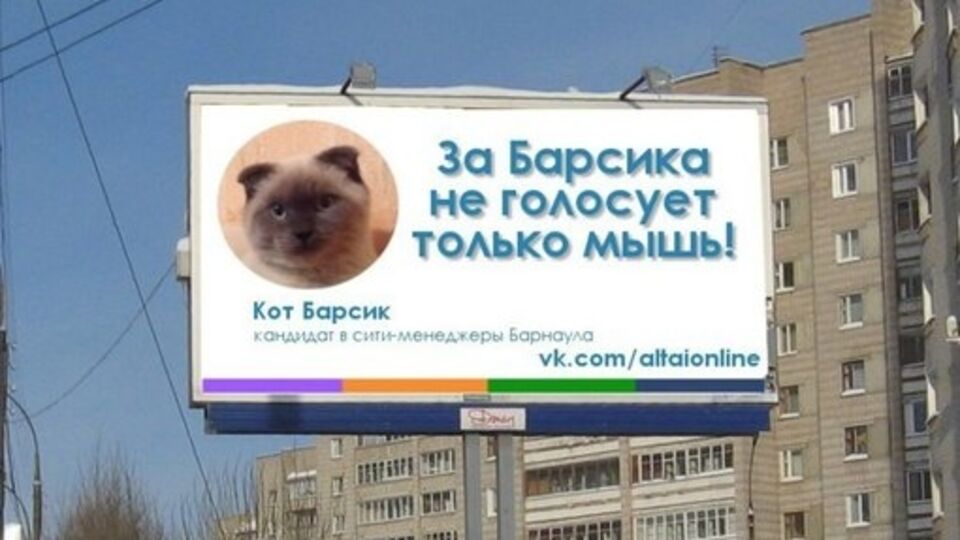 Кот Барсик победил в голосовании на должность главы Барнаула
