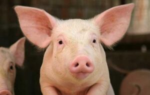 В домохозяйстве в Полтавской области погибли пять свиней из 44 имеющихся