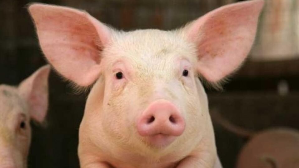 В домохозяйстве в Полтавской области погибли пять свиней из 44 имеющихся