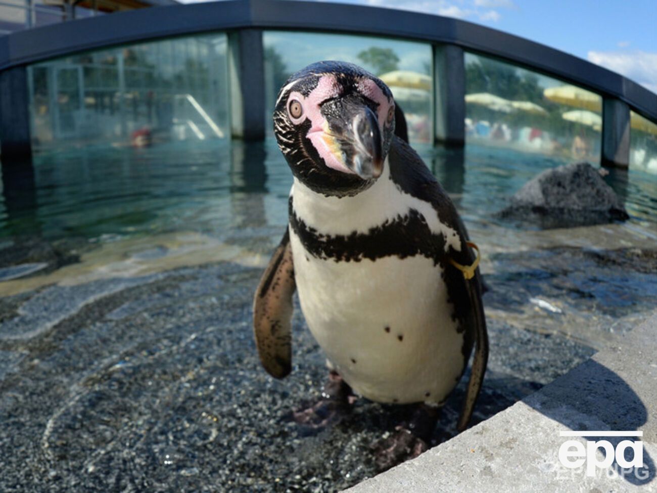 Пингвин был найден мертвым в вольере с фламинго