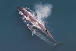 Погибшие киты относятся к виду сейвалов