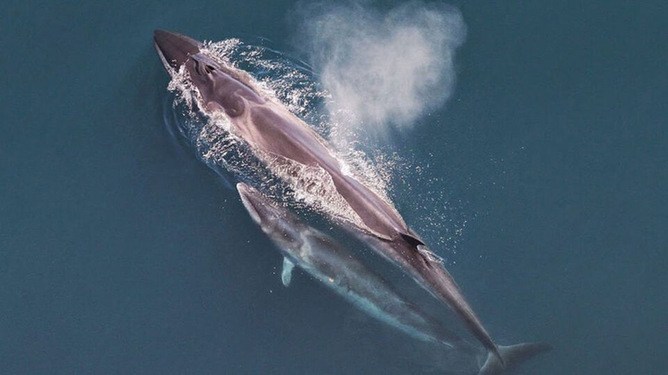 Погибшие киты относятся к виду сейвалов