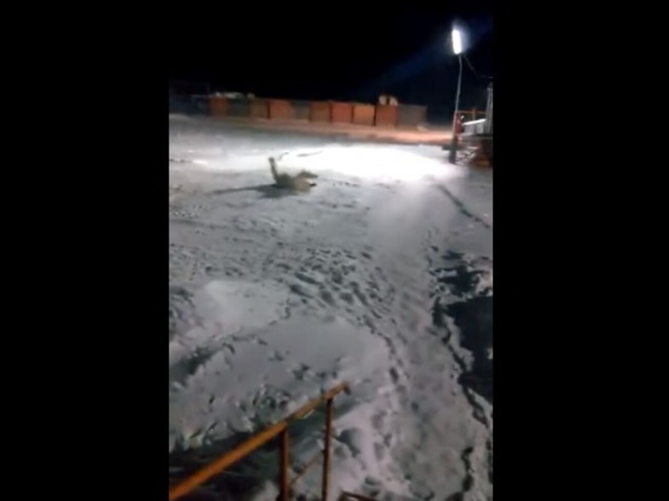 Раненная медведица металась от боли