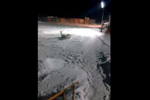 Раненная медведица металась от боли