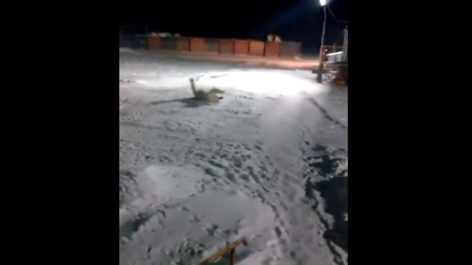 Раненная медведица металась от боли