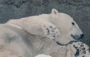 Белые медведи играли в снегу все утро