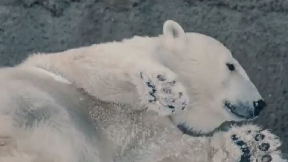 Белые медведи играли в снегу все утро