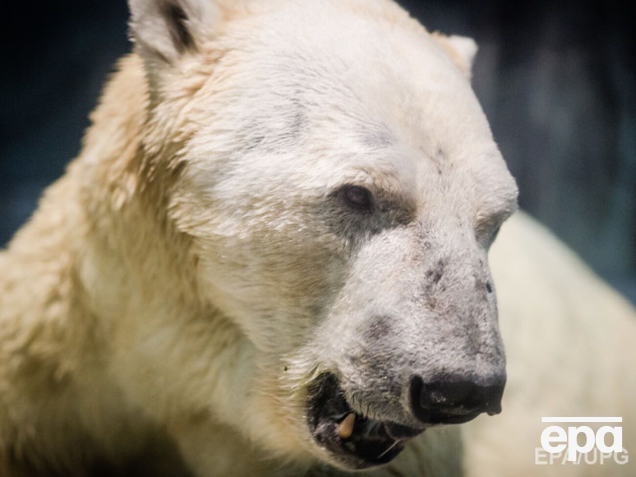 Убийце белой медведицы грозит до 7 лет тюрьмы
