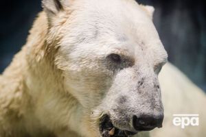 Убийце белой медведицы грозит до 7 лет тюрьмы