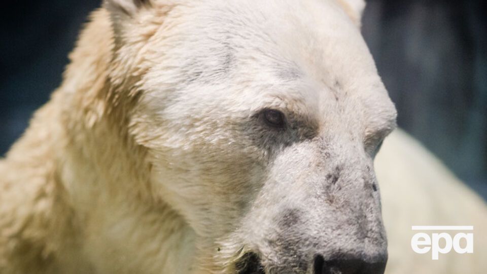 Убийце белой медведицы грозит до 7 лет тюрьмы