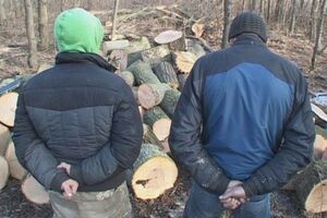 Задержанные вырубали защитные лесные насаждения в зоне отвода Приднепровской железной дороги