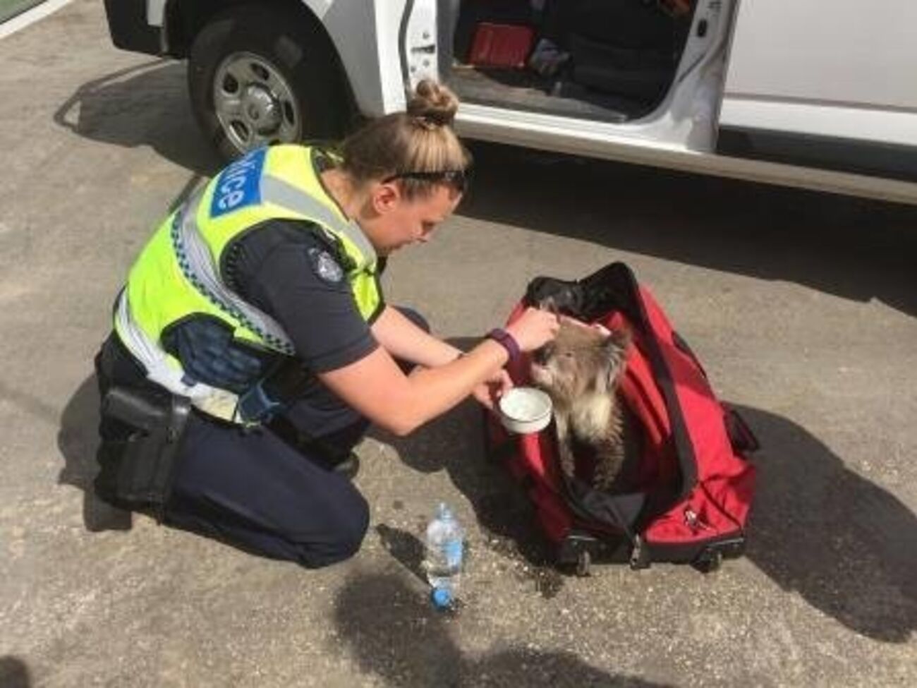 Австралийские полицейские спасли коалу из лесного пожара