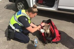 Австралийские полицейские спасли коалу из лесного пожара